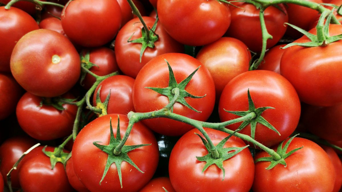 braccianti agricoli sfruttamento caporalato lavoro campi